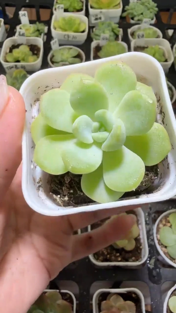 1367  草莓布丁多肉植物