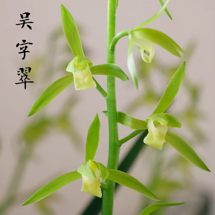 基地直发——吴字翠（高端墨兰系列）带花苞 原盆原土直发  新手好养