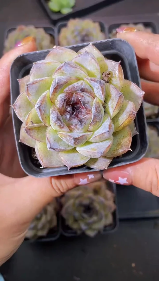 8196黑莓珍糖量拍随机发一个