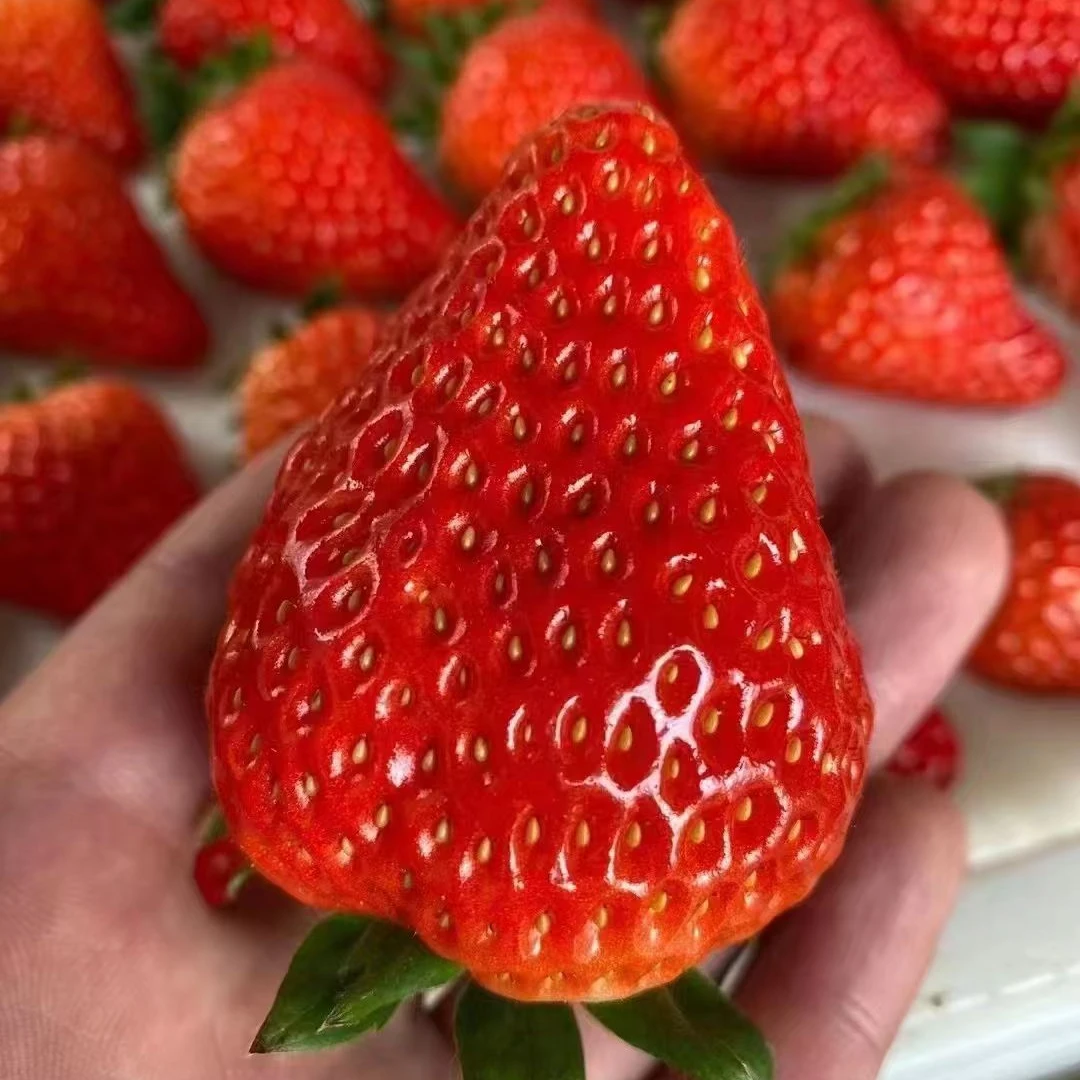【2盒】[N]水晶红颜草莓 1盒/300g 仅限太原晋中吕梁忻州可拍