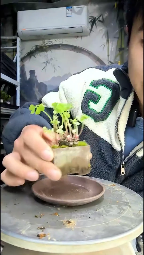 行*派中青园艺一物一拍99