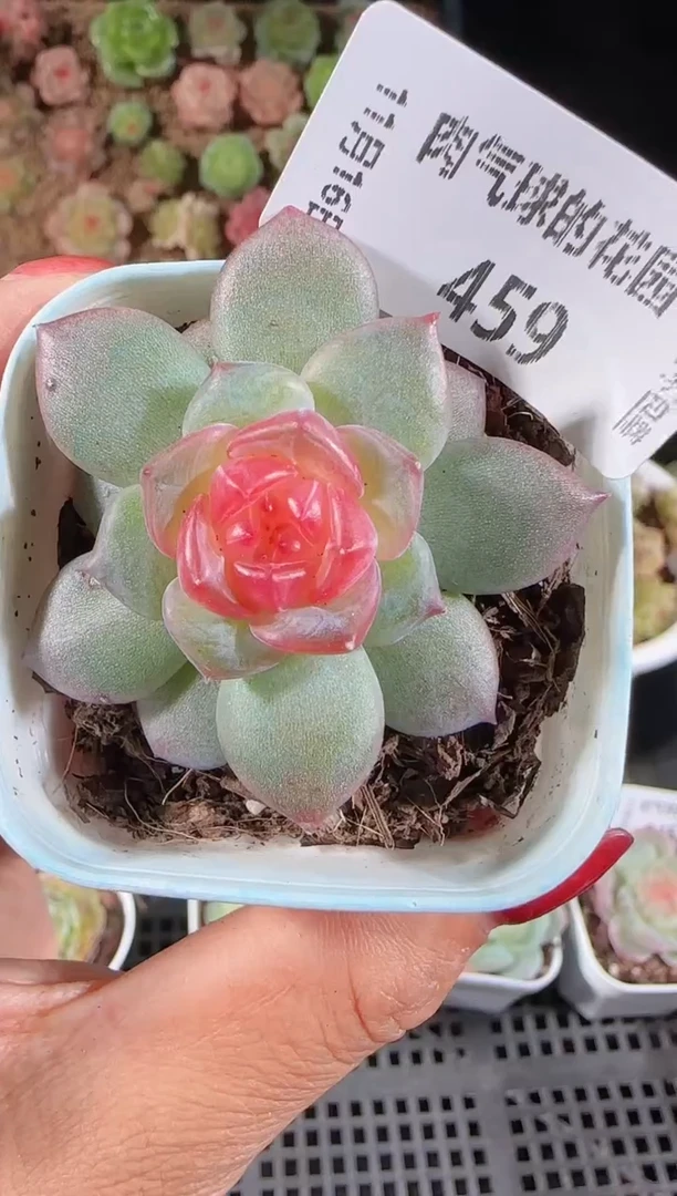 1116-459寒酥群生不包整