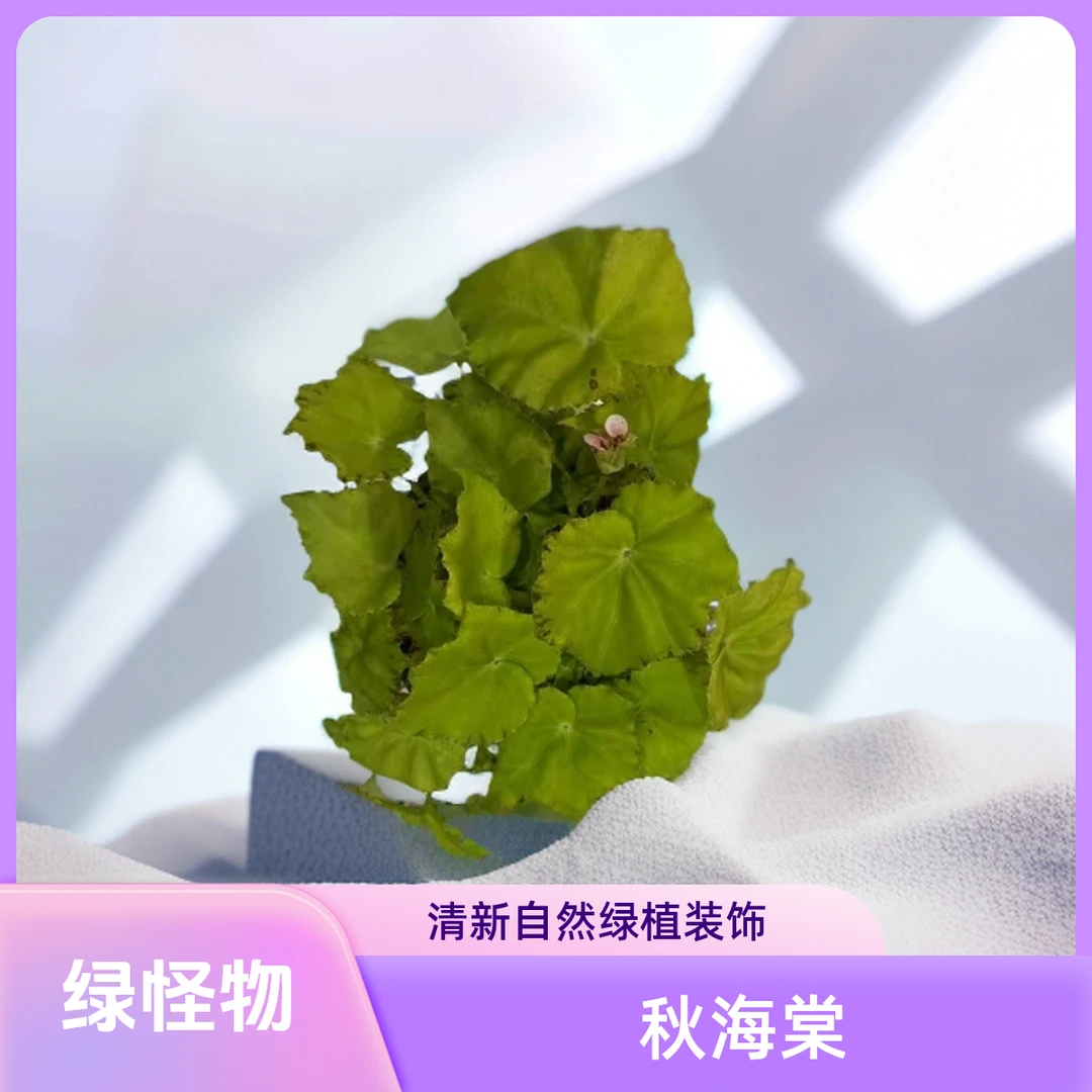 绿怪物秋海棠热植不包叶损《两单包邮》