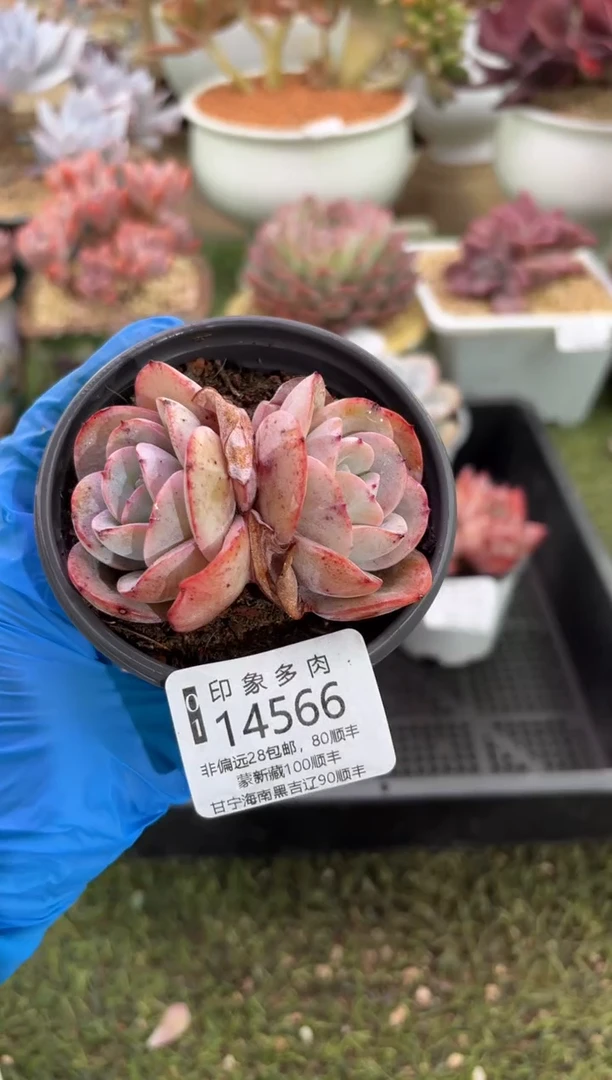 【闪购商品】14566