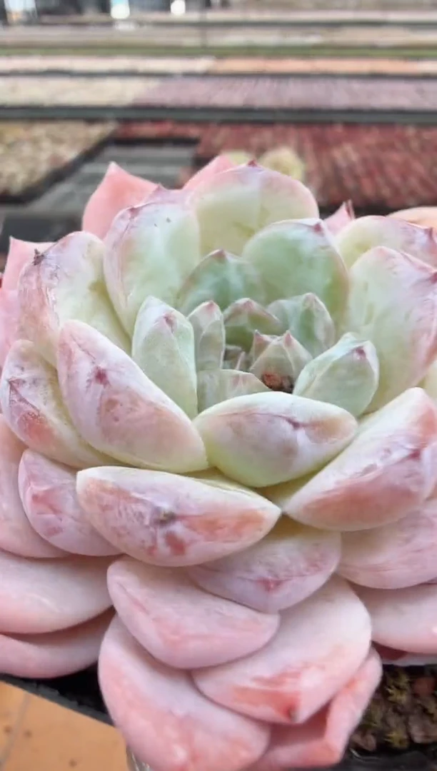 东云多肉园二店-196