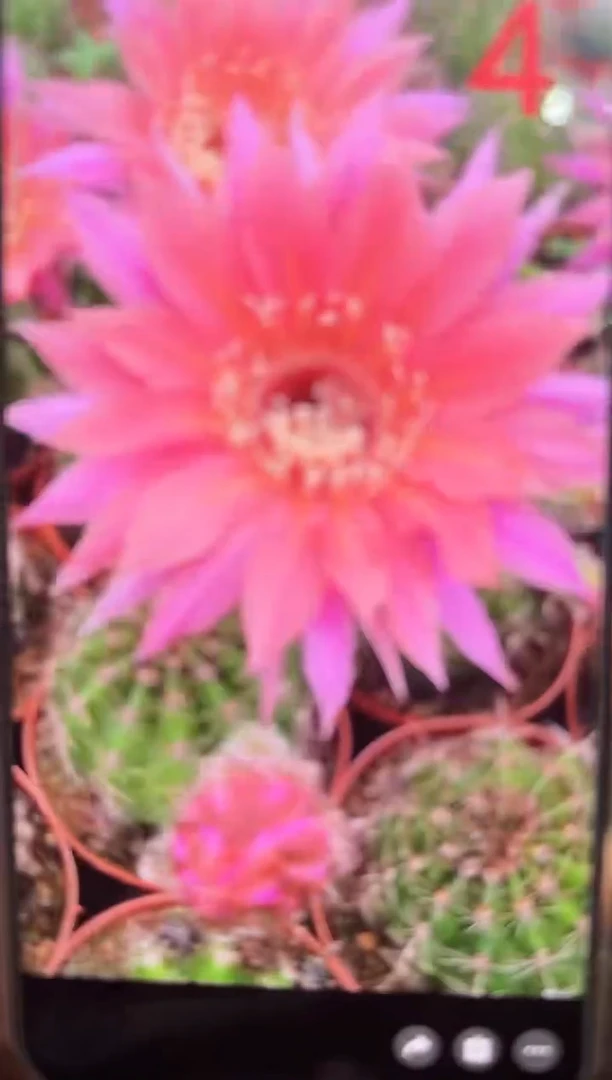 tlb【4号】仙人球【带根】