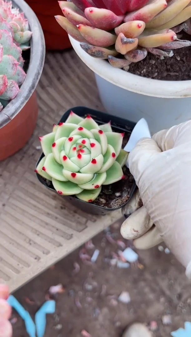 【闪购商品】09145