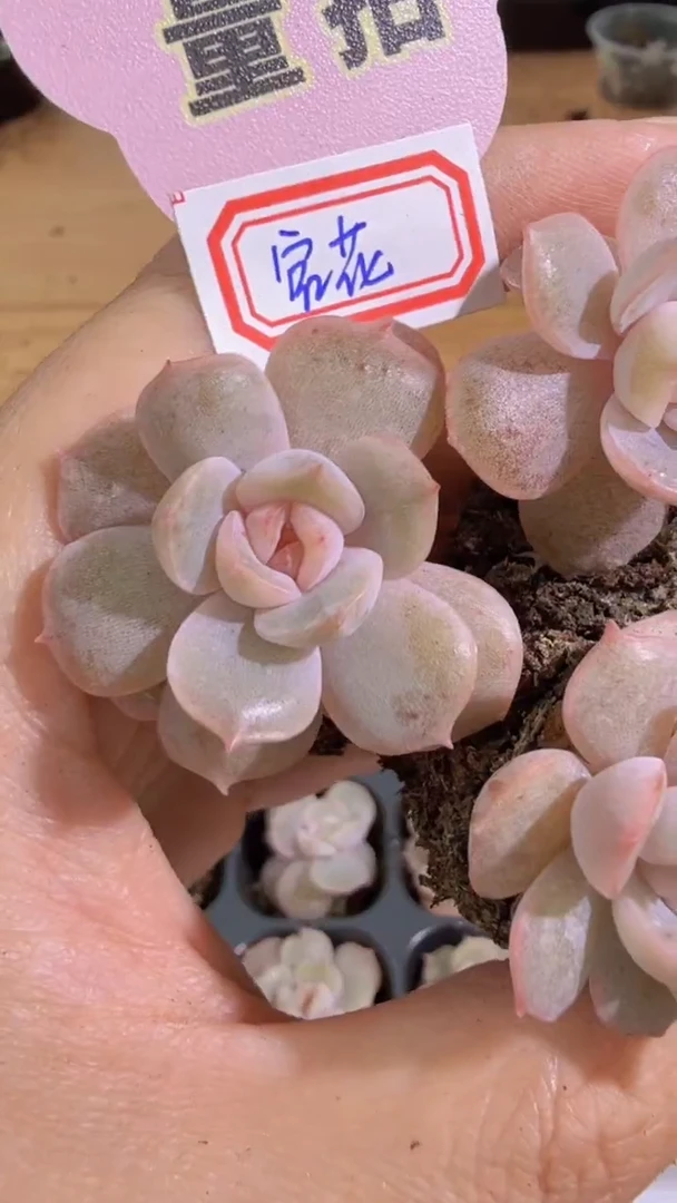 宫花单双混 3颗量拍混发 满9.9包邮