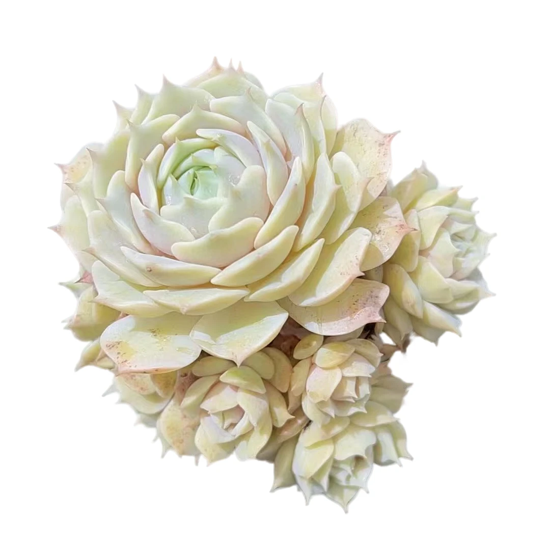 老桩露娜莲多肉植物