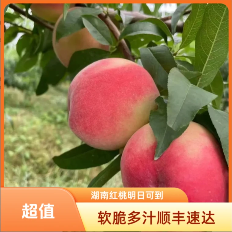 【明日送到家】红不软脆桃新鲜多汁桃子同城送湖南省
