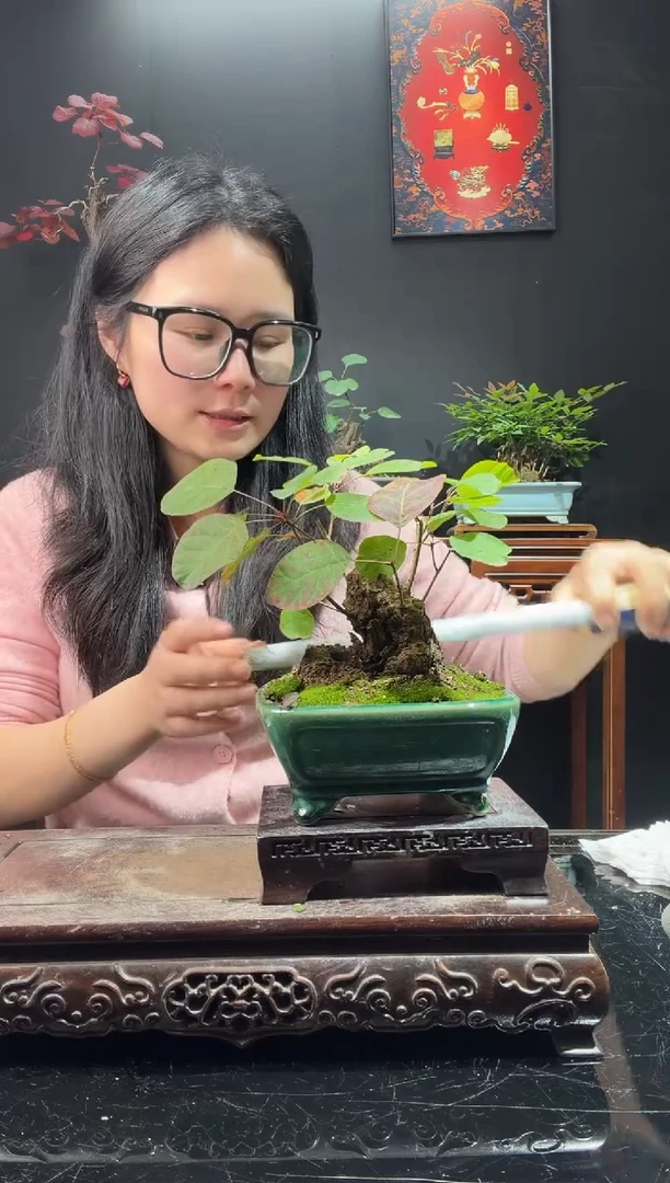 完全开放黄栌0000