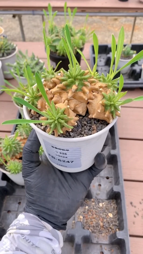 安昙野铁甲FB-6247