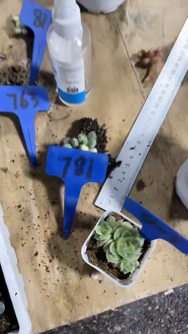 潢****材1颗      多肉  781