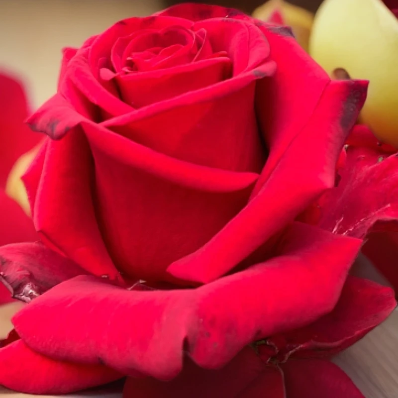 肯尼亚进口切花玫瑰爱火