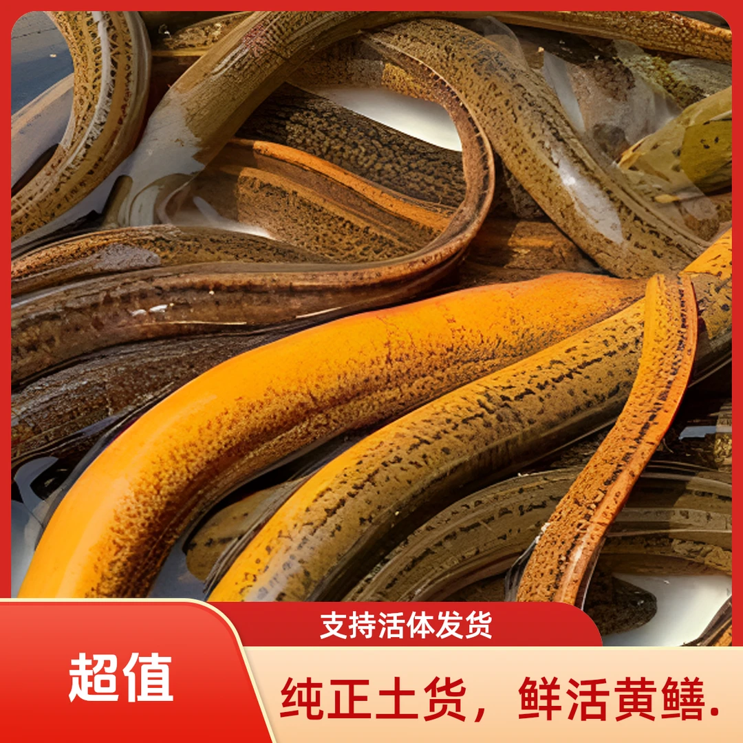 直播（一物一拍）野货土黄鳝