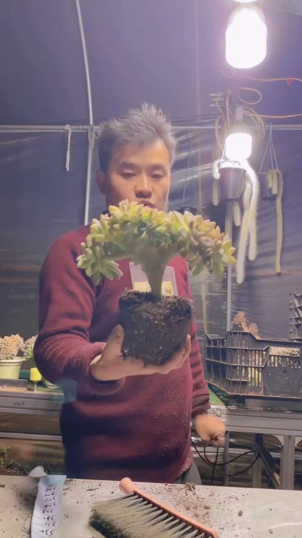 325淡雪缀化一物一拍