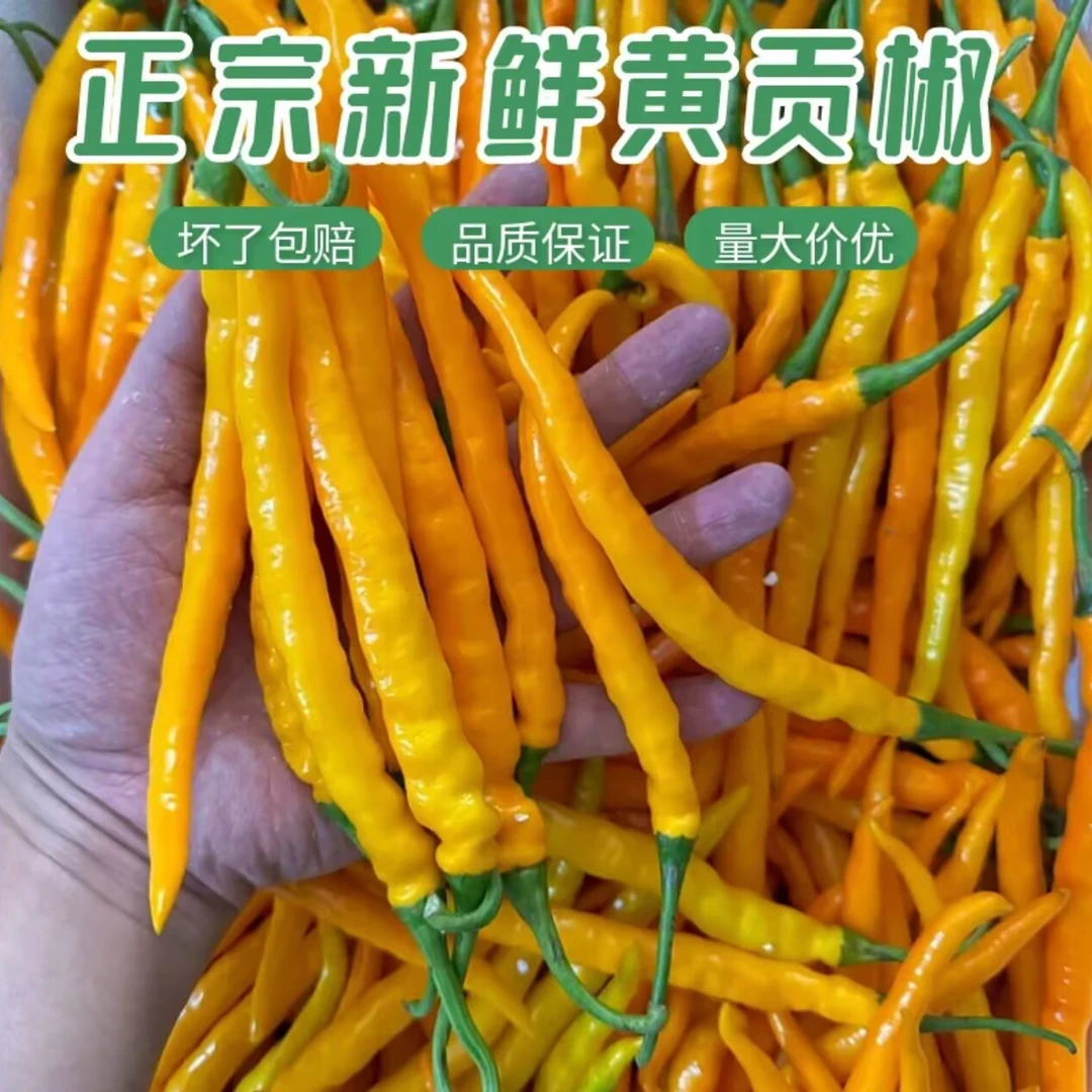 湖南特产黄贡椒新鲜现摘黄辣椒土菜微辣香辣配料家乡味湘菜辣椒
