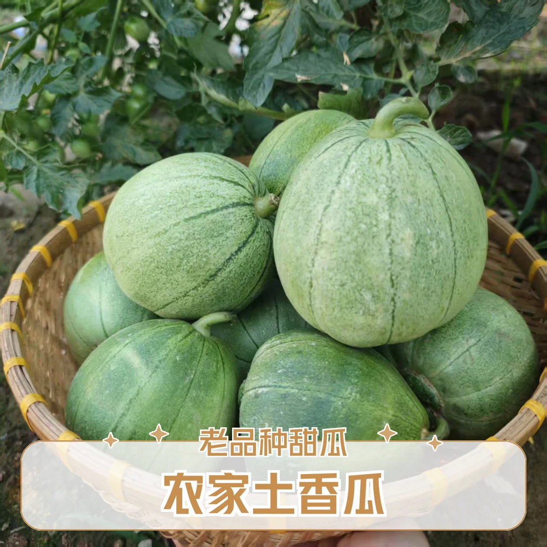 【新鲜现摘】农家自种土甜瓜 老品种香瓜