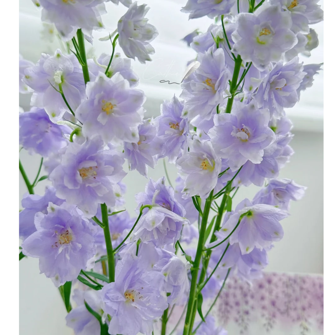 【花和优品】S浅紫色大飞燕（颜色以直播展示为准）——紫色大飞燕