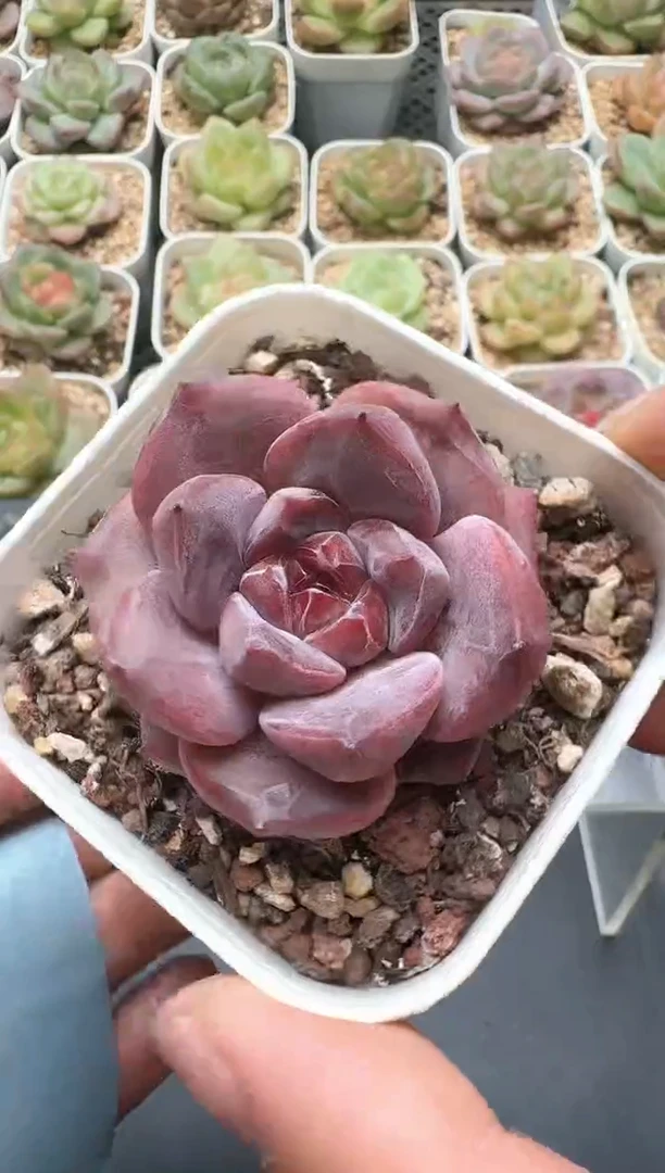 388D云禹多肉植物 带盆土纸巾打包 3颗包邮
