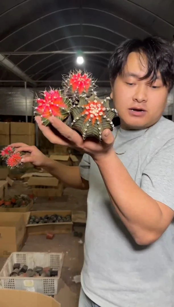 5颗 牡丹锦球【实生根】3-5cm