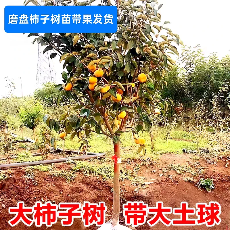 磨盘柿子【带果发货】土球果树苗南北方种植果树耐寒耐热果树柿子树