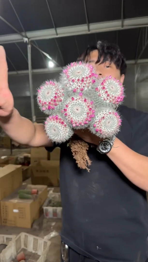 特大 群生 玉翁【实生根】13-18cm