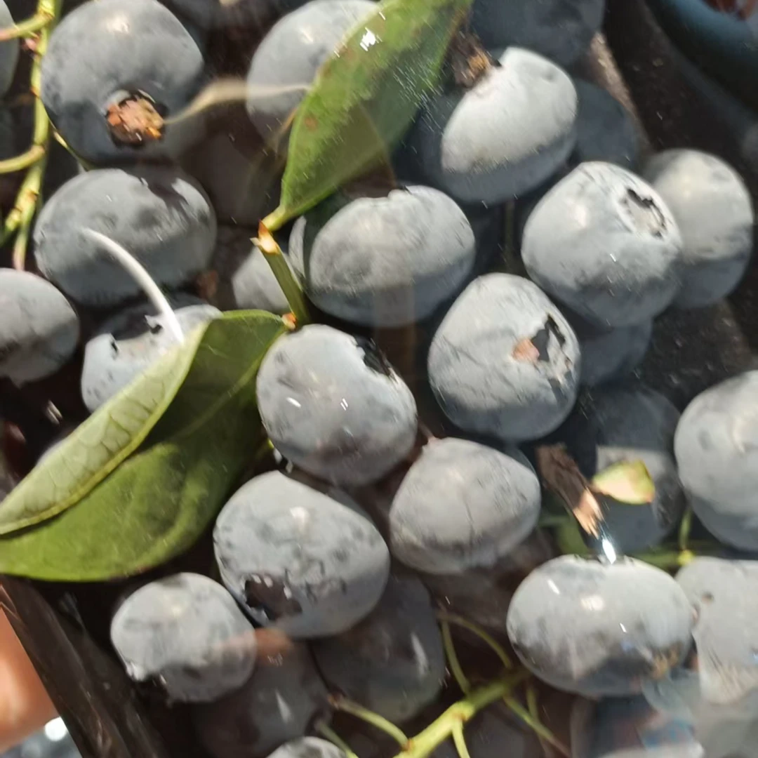 云南枝串蓝莓一盒云南省