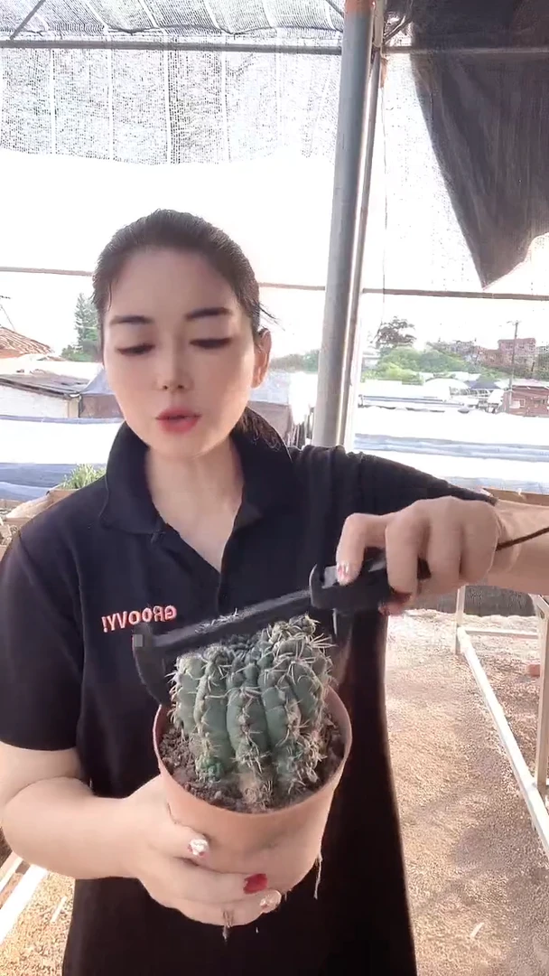 满十八元包邮【大绯花玉】
