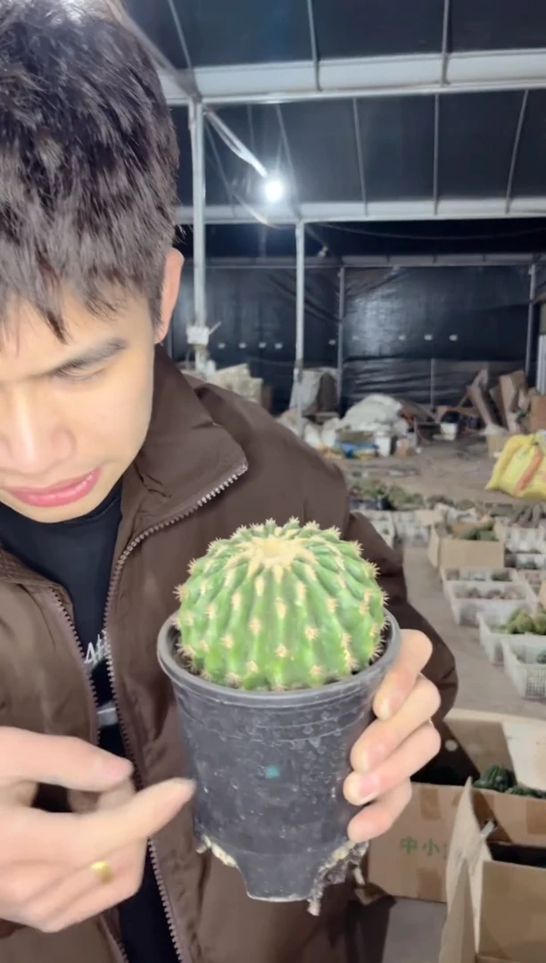 【闪购商品】裸 虎 5-8cm