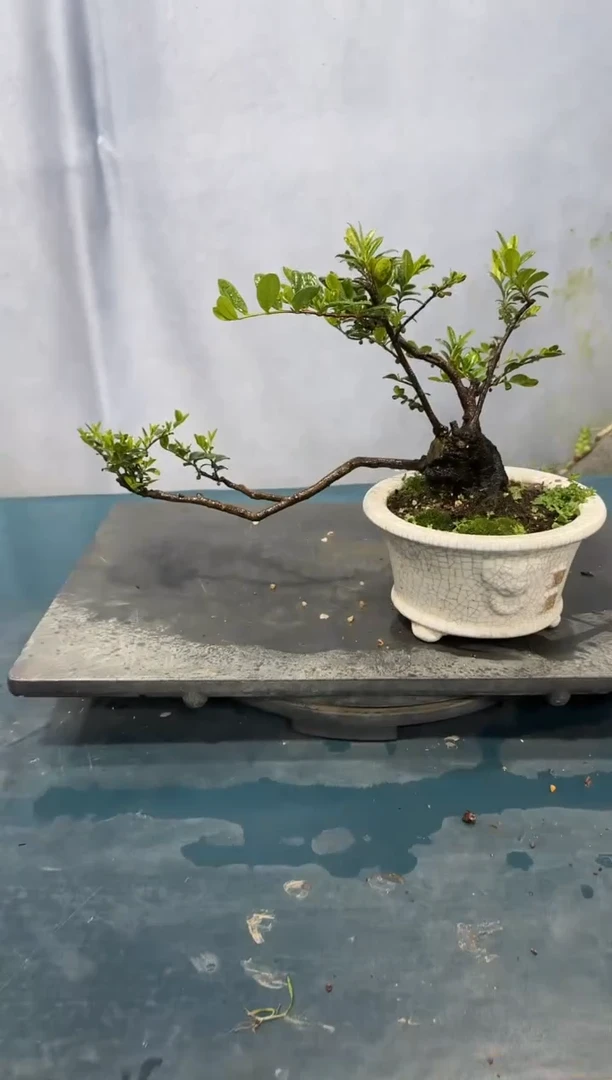 当前无花朵，栽培后可花朵海岛翠米茶海岛翠米茶盆景