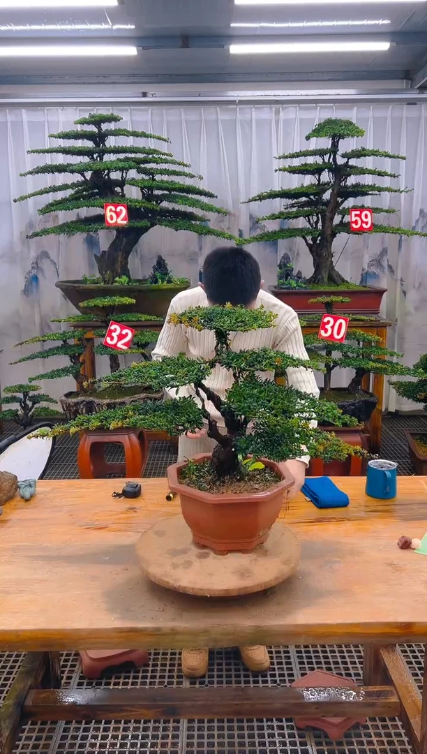 无花朵精品盆景直播间一物一拍