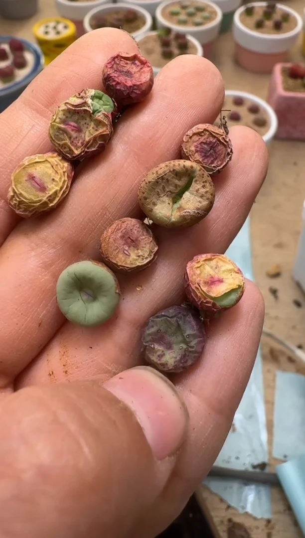 美丽的肉石头24-247·0094一颗