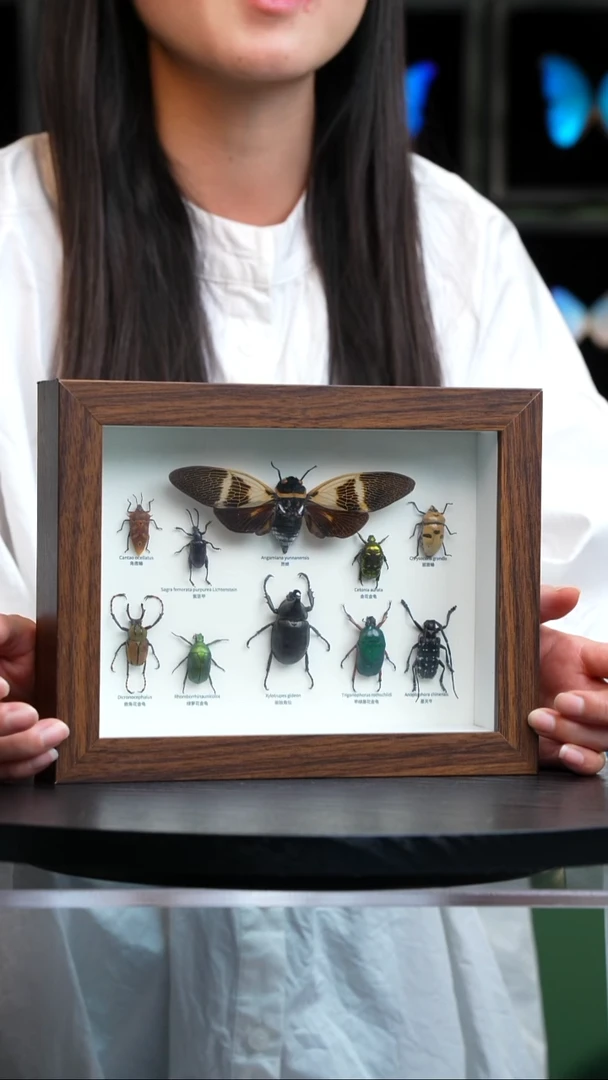 10昆虫组合科普版8寸复古框