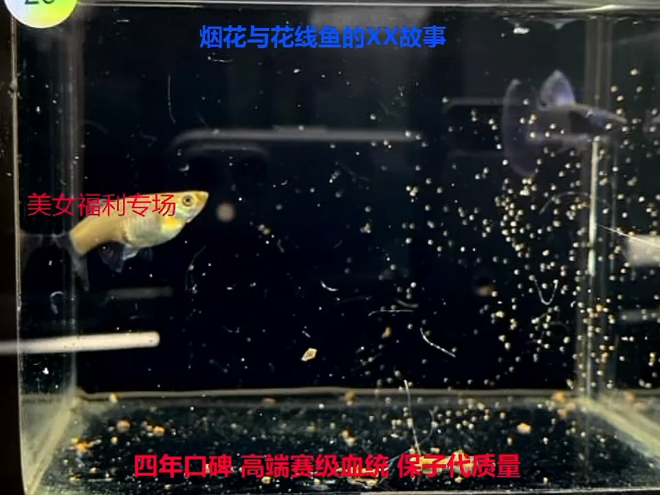 孔雀鱼28缸 亚成莫兰种鱼1对体验