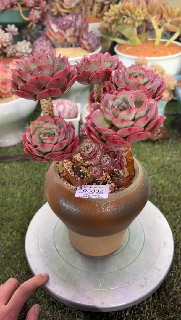 【闪购商品】06882