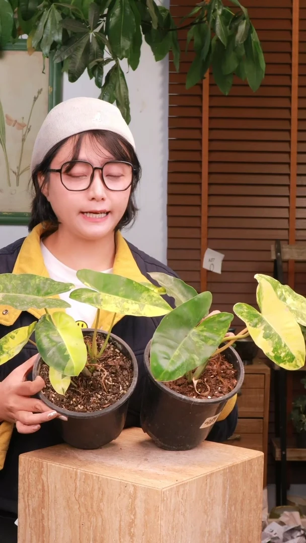 【花漾多】  伯乐锦  原盆  中通包邮