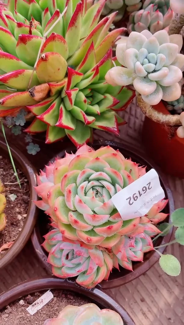 26192多肉植物一物一拍