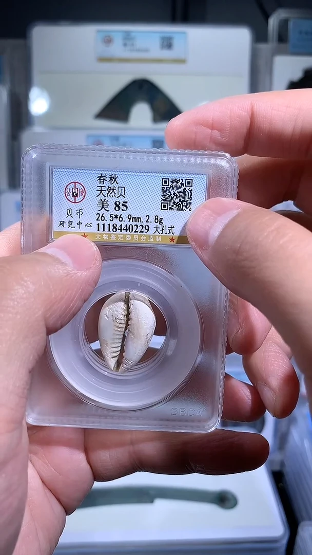 【闪购商品】铜御泉收藏天然bei一枚