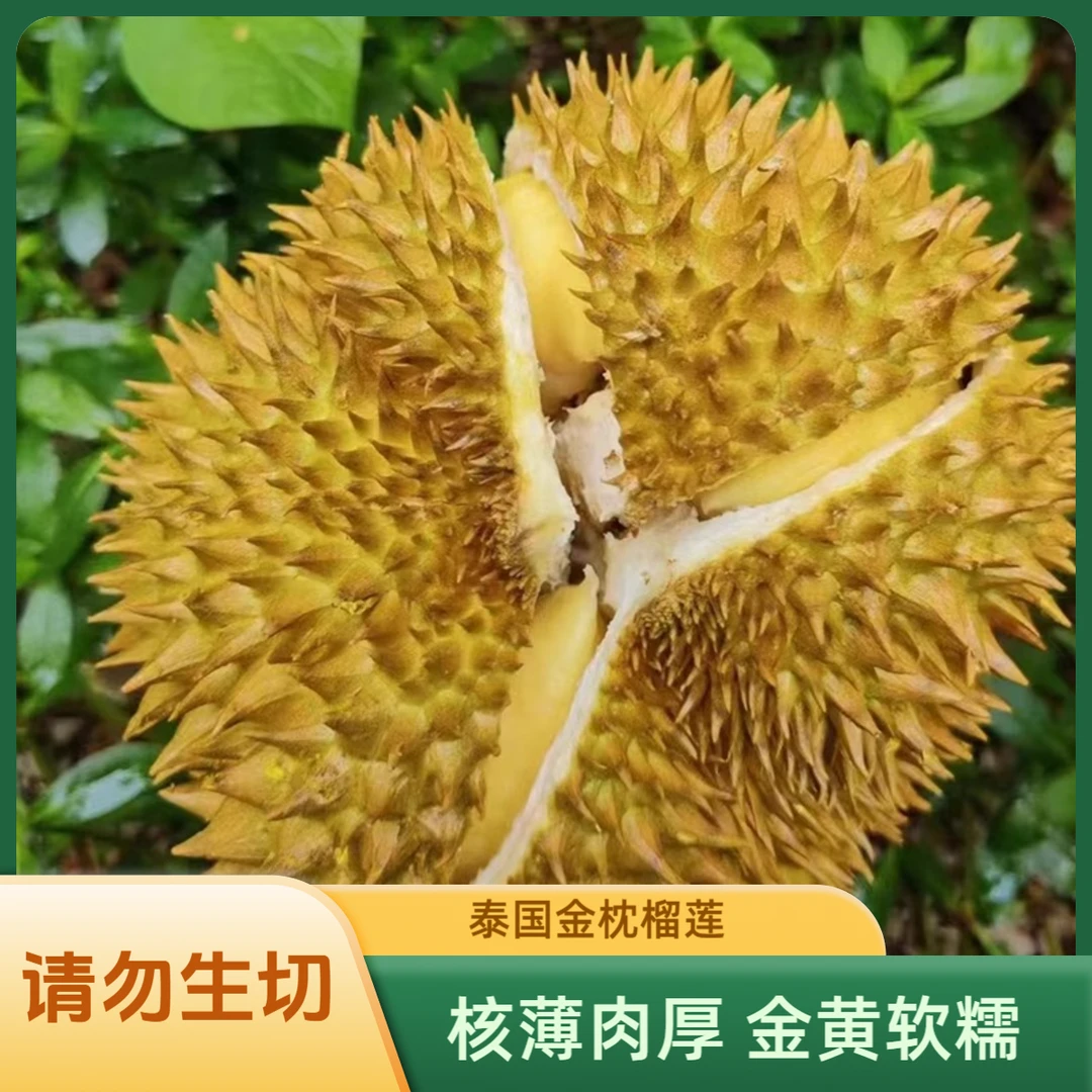 XL【一物一拍①号称】泰国金枕榴莲老树榴莲A果香甜软糯生切不售后