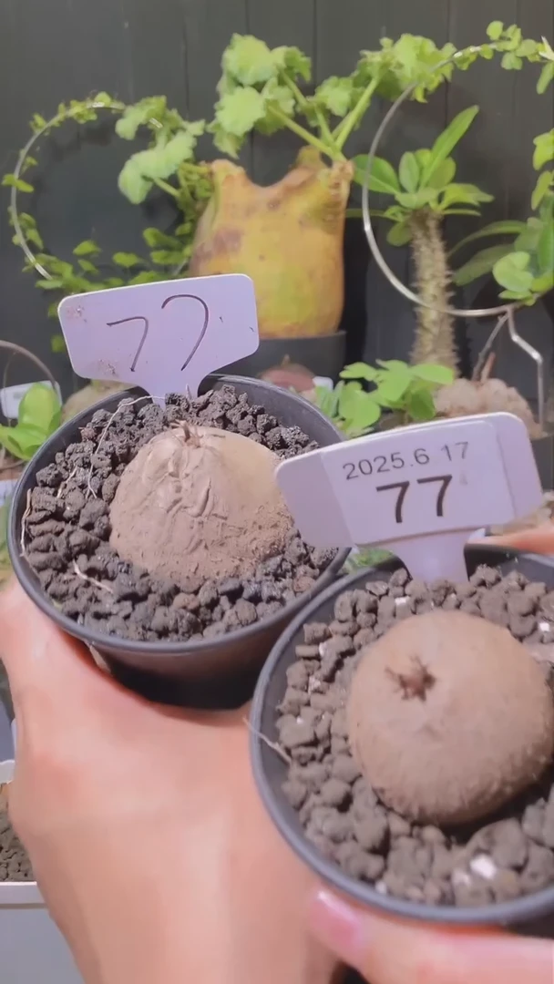 76号617福利南非龟甲龙一组