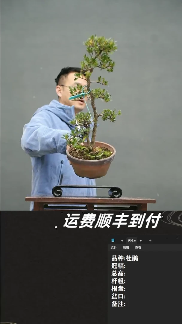 【闪购商品】5  杜鹃