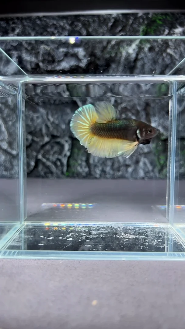 斗鱼竞拍链接A013