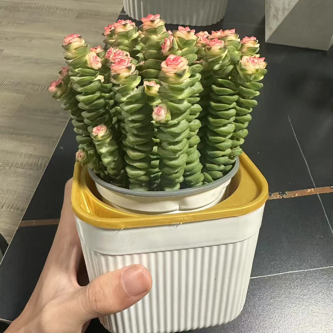 钱串子【新手入门】绿植物室内懒人养不死多肉易活爆盆小盆栽多肉