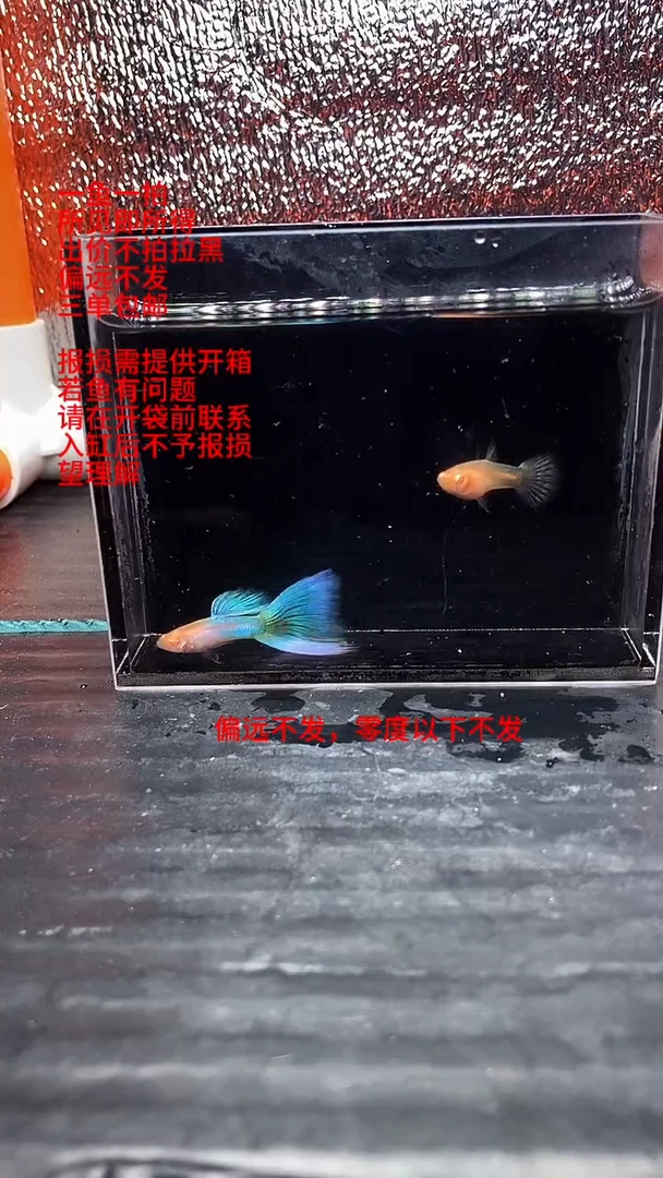 孔雀鱼孔雀鱼 21