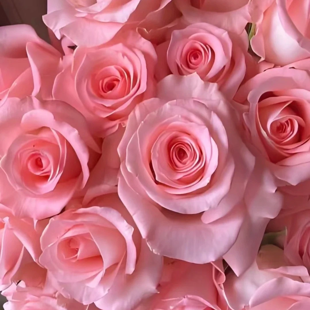 【一小时到家｜戴安娜玫瑰10支】襄阳同城发货 配送到家 鲜花 家居花 家庭插花