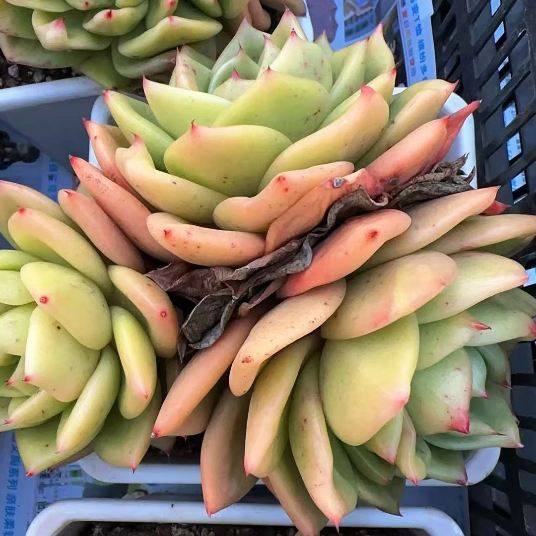 母本灵狗多头群无砍（14cm）140#脱土金先生精品多肉