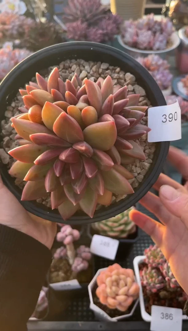 390群生迷雾泡泡多肉