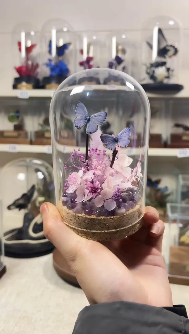 真实的大自然蝴蝶标本