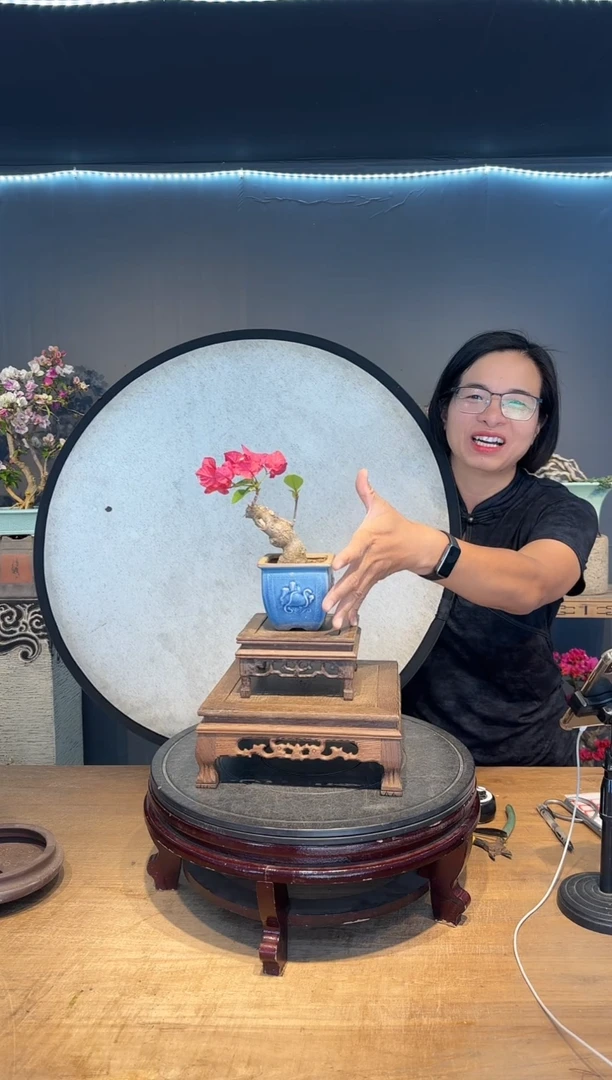 梦**剧三角梅同安红